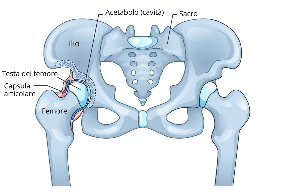 grafica anatomia articolazione anca