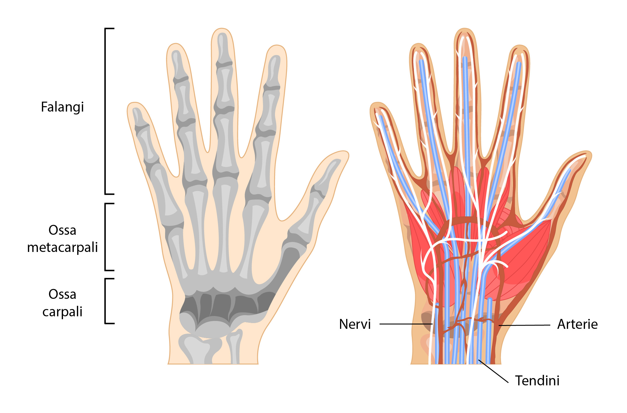 anatomia della mano