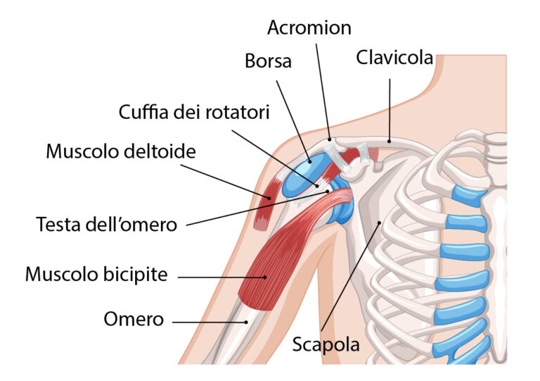 anatomia della spalla