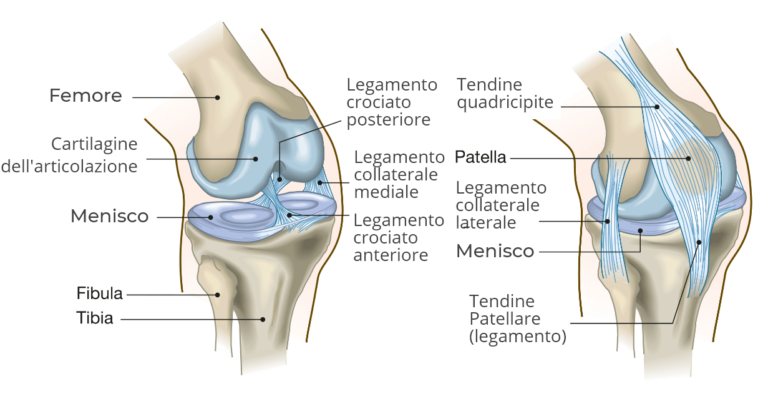 anatomia del ginocchio visto lateralmente