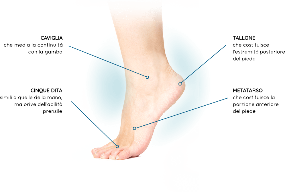 Anatomia del piede